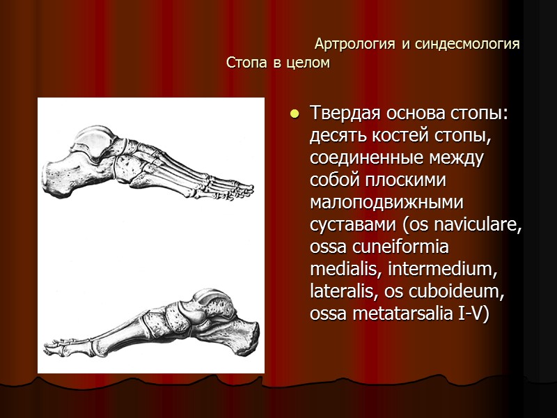 Артрология и синдесмология Стопа в целом Твердая основа стопы: десять костей стопы, соединенные между